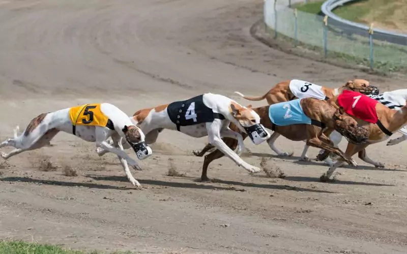 cac-loai-cuoc-khi-choi-dua-cho-truc-tuyen