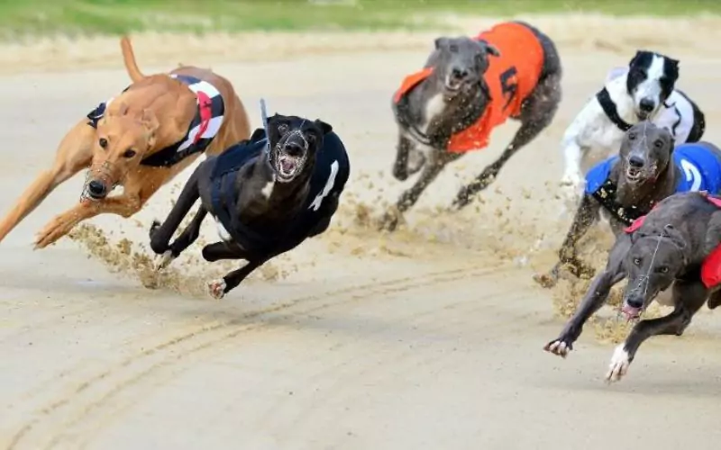 cac-the-loai-dua-cho